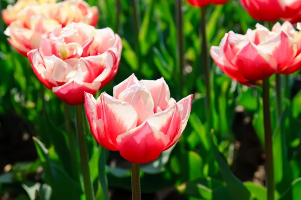 Rosso bei tulipani — Foto Stock