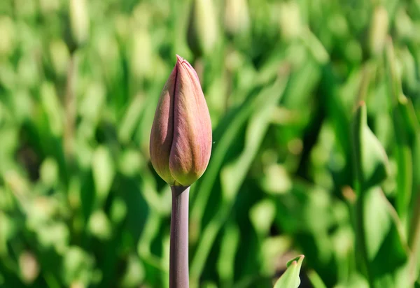 stock image Tulip bud