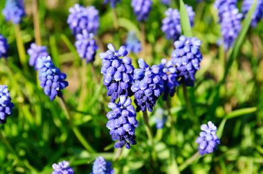 Muscari neglectum clipart