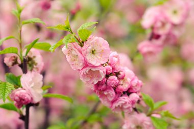 Sakura çiçek çiçek