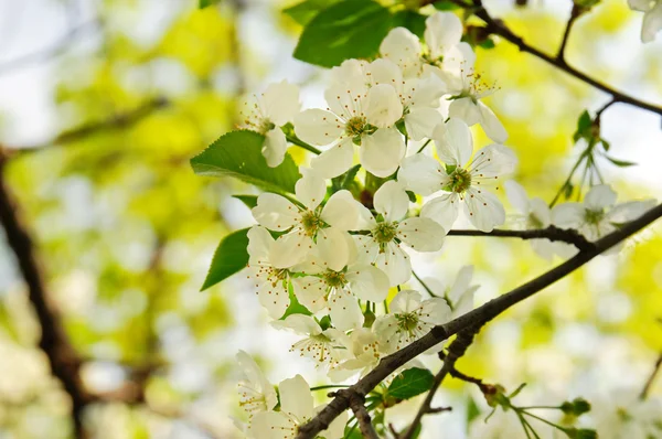 Blossoming of cherry flowers — Stock Photo, Image
