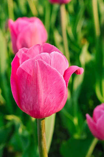 Rosa hermosos tulipanes —  Fotos de Stock