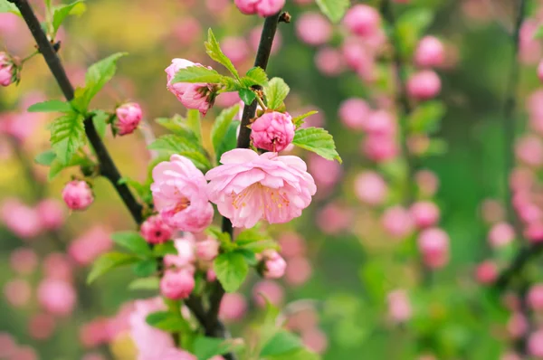 Sakura çiçek çiçek — Stok fotoğraf