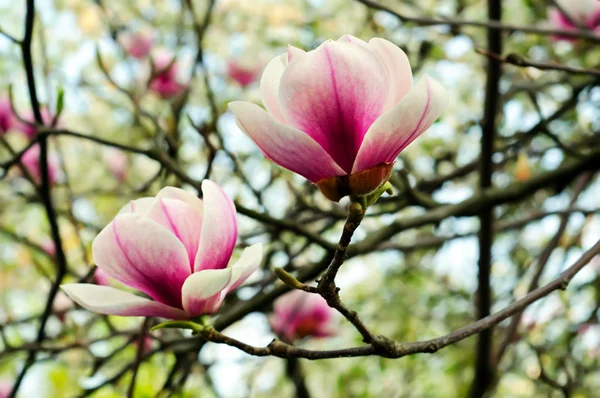 Magnolian kukat — kuvapankkivalokuva