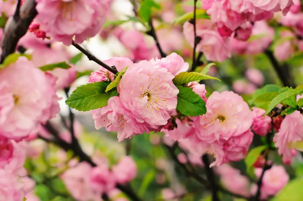 Blossoming of sakura flowers — Stock Photo, Image