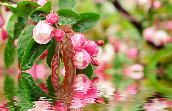 Fioritura di fiori di sakura — Foto Stock