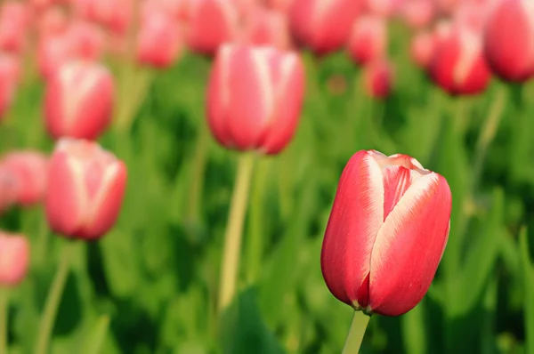 Krásné tulipány červené — Stock fotografie