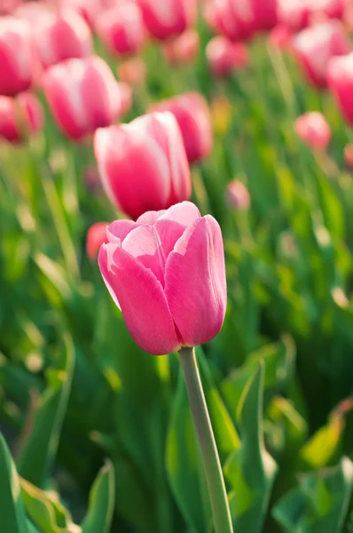 Rosa schöne Tulpen — Stockfoto