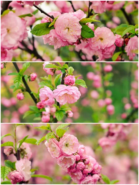 Цветение цветов сакуры — стоковое фото