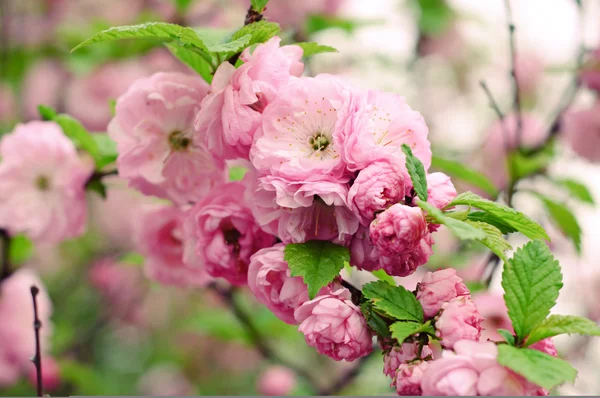 Blossoming of sakura flowers — Stock Photo, Image