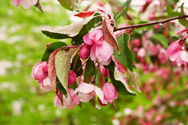 Kwitnących kwiatów sakura — Zdjęcie stockowe