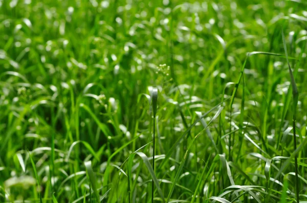 Fond d'herbe — Photo