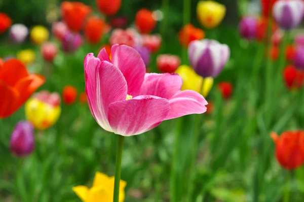 Schöne rosa und gelbe Tulpen — Stockfoto