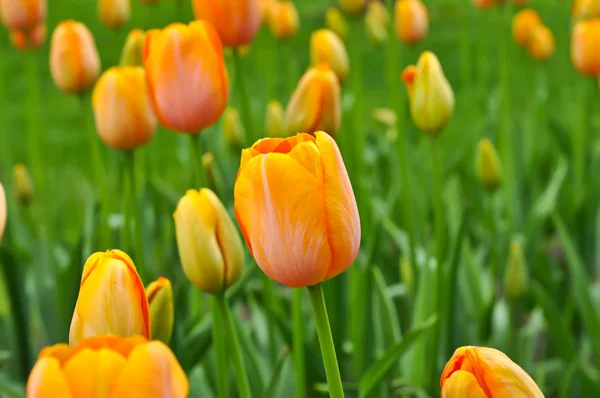 Oranje mooie tulpen — Stockfoto