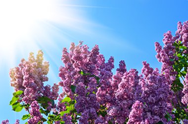 Branch of lilac flowers clipart