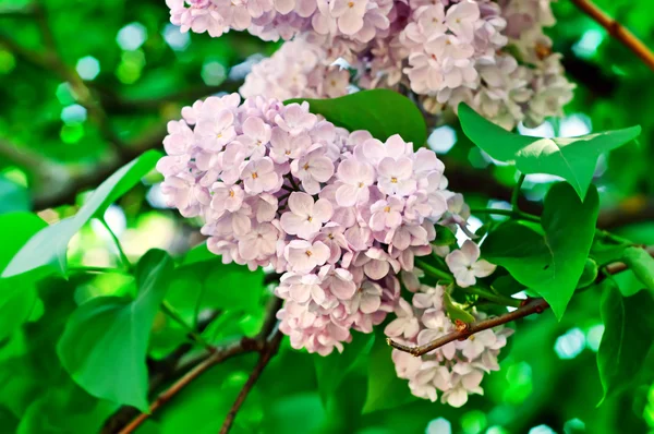 Rama de flores blancas lila — Foto de Stock