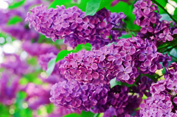 Cabang bunga lilac — Stok Foto