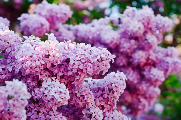 紫丁香花枝条 — 图库照片