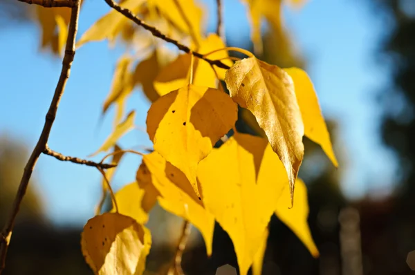 Podzimní břízy větev — Stock fotografie