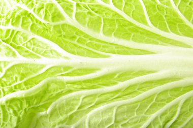 Chinese cabbage leaf clipart