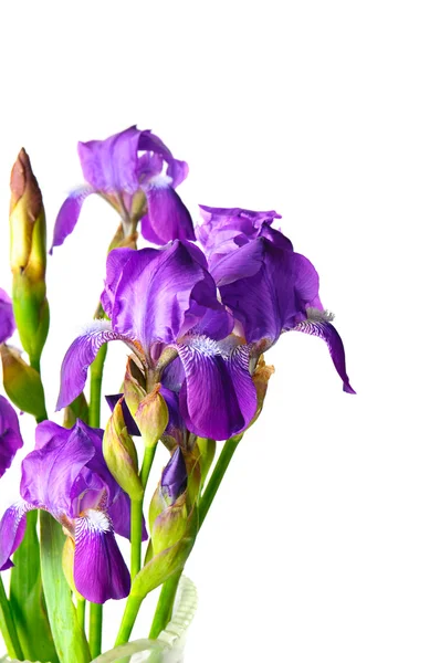 Iris fleurs — Photo