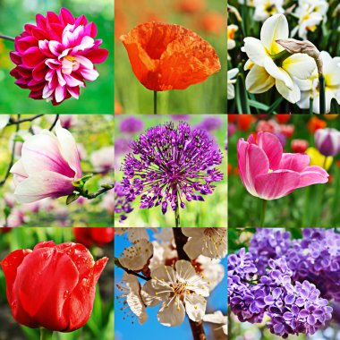 Flower collage clipart