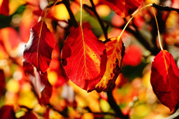 Autumn seasonal wallpaper — Stock Photo, Image