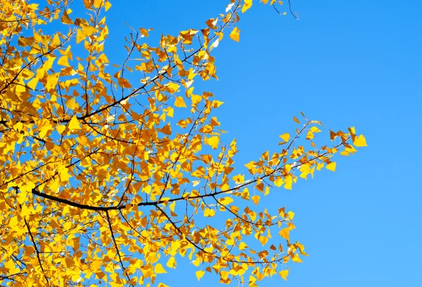 Herfst tak van de berk — Stockfoto