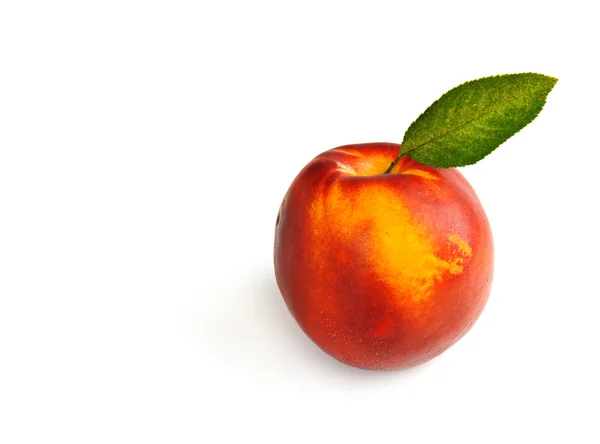 Single fresh ripe nectarine — Stock Photo, Image