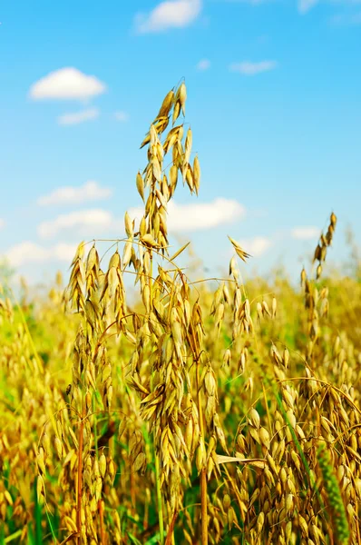 Field of a ripe oat — Stock Photo, Image