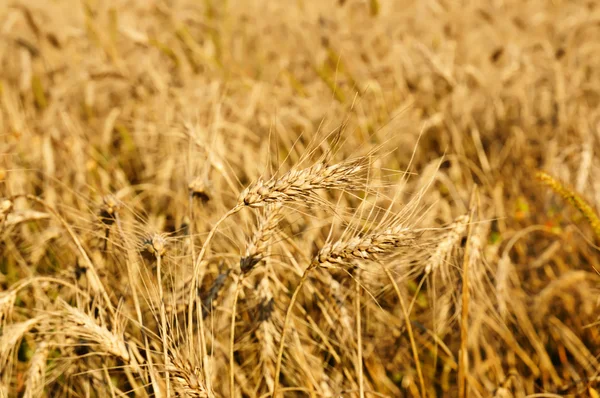 Campo com trigo maduro, — Fotografia de Stock