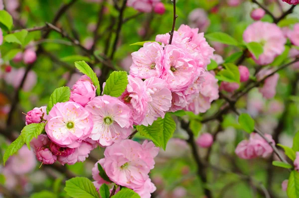 Floração de flores sakura — Fotografia de Stock