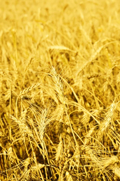 Campo con trigo maduro — Foto de Stock