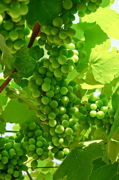 Druif in wijngaard — Stockfoto