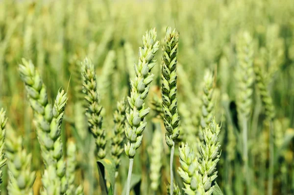 Wheat field — Stock Photo, Image