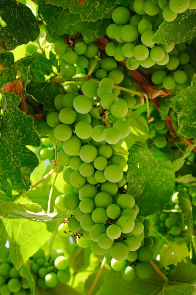 Uva en viñedo —  Fotos de Stock