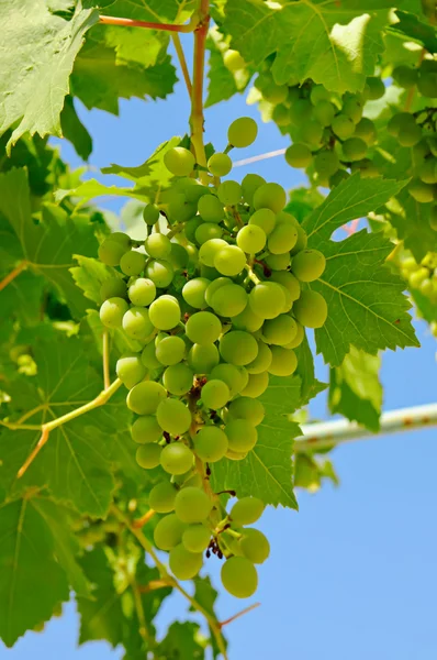 Le raisin dans le vignoble — Photo