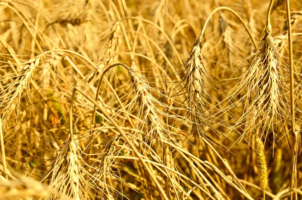 Campo con trigo maduro, — Foto de Stock