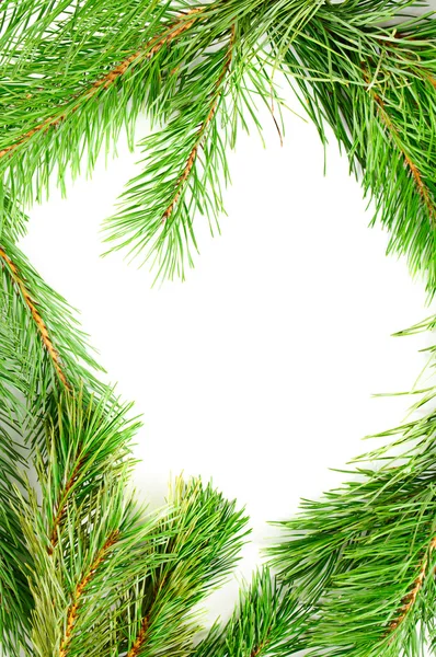 Frame from the pine branches — Stock Photo, Image