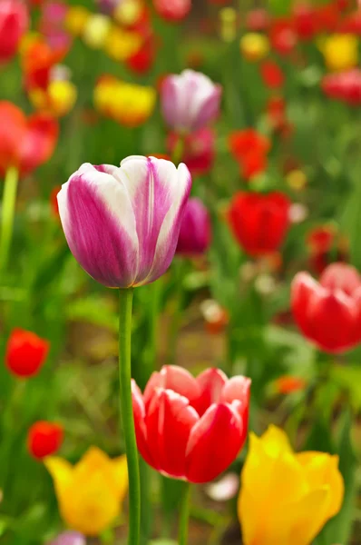 Różowy i żółty piękne tulipany — Zdjęcie stockowe