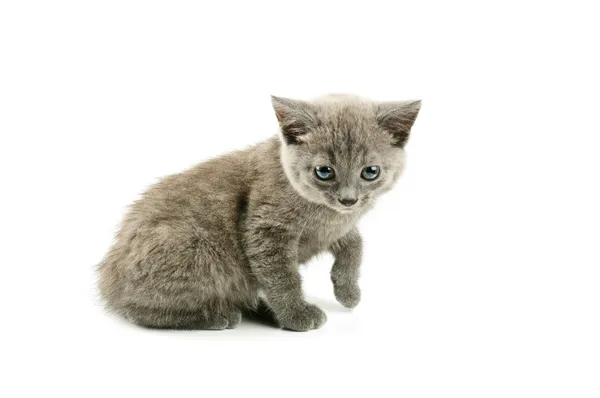 Grey kitten — Stock Photo, Image