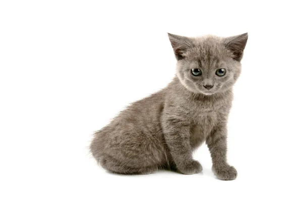 Grey kitten Royalty Free Stock Images