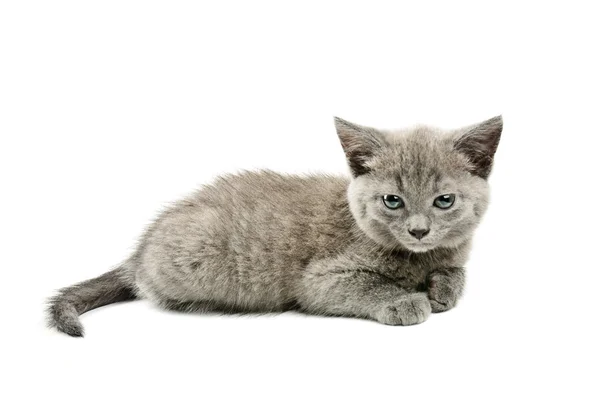 Grey kitten Stock Image