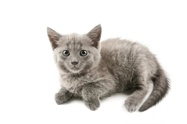 Grey kitten Stock Photo