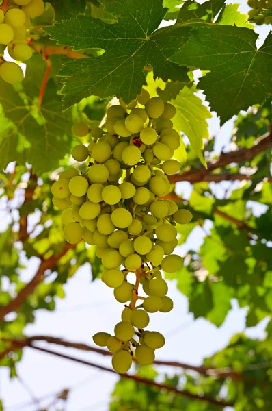 Uva en viñedo —  Fotos de Stock