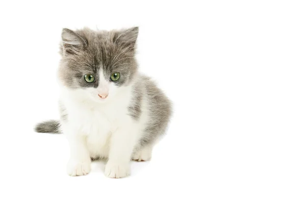 Gattino grigio e bianco — Foto Stock