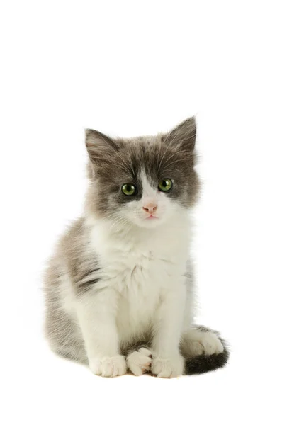 灰色和白色小猫 — 图库照片