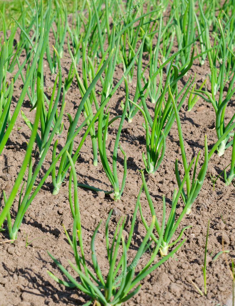 View of chive on the field.plantation onions ⬇ Stock Photo, Image by ...