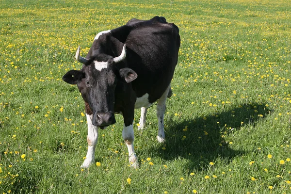 Корова на зеленом поле — стоковое фото