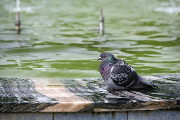 stock image Blue rock pigeon